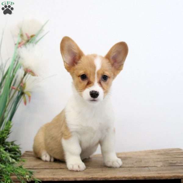 Maggie, Pembroke Welsh Corgi Puppy