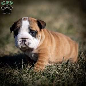 Maggie, English Bulldog Puppy