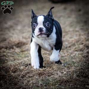 Magoo, Boston Terrier Puppy