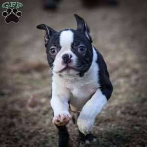 Magoo, Boston Terrier Puppy