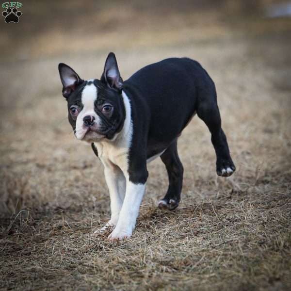 Magoo, Boston Terrier Puppy