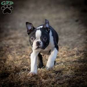 Magoo, Boston Terrier Puppy