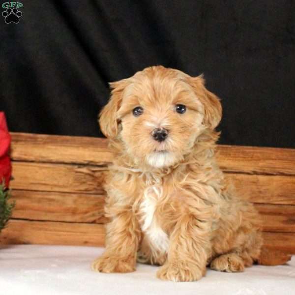 Maisie, Maltipoo Puppy