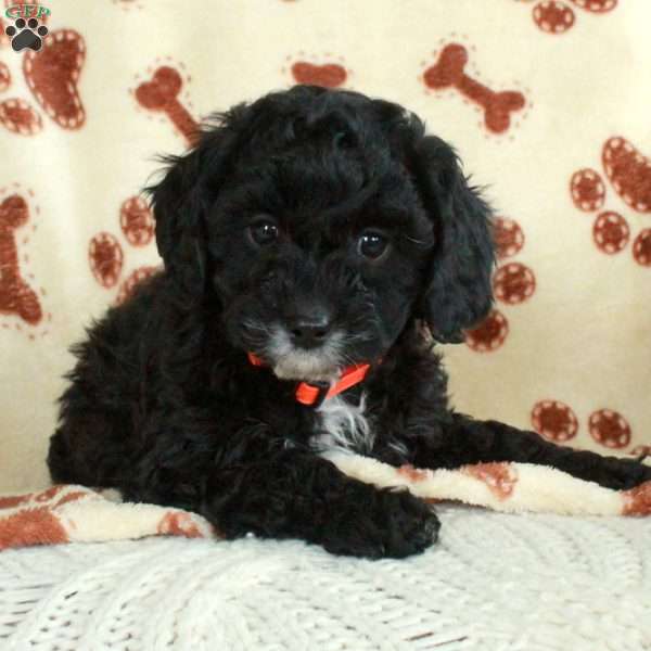 Malibu, Cavapoo Puppy