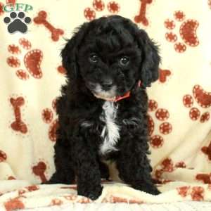 Malibu, Cavapoo Puppy