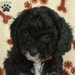 Malibu, Cavapoo Puppy