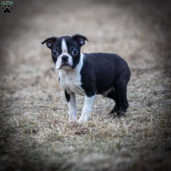 Mallick, Boston Terrier Puppy