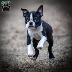 Mallick, Boston Terrier Puppy