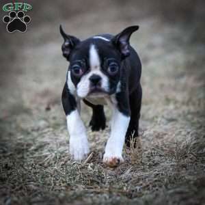 Mallick, Boston Terrier Puppy