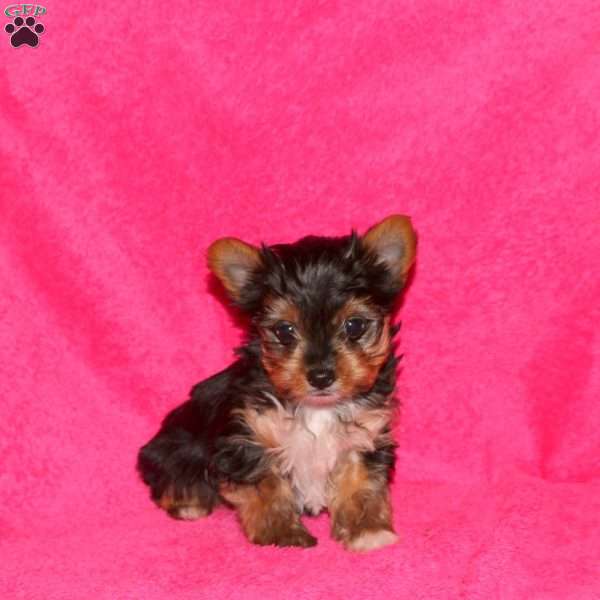 Mandy, Yorkie Puppy