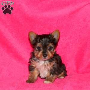 Mandy, Yorkie Puppy