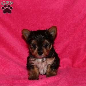 Mandy, Yorkie Puppy