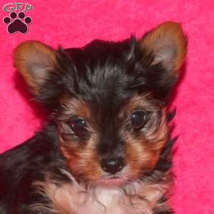 Mandy, Yorkie Puppy