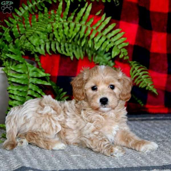 Mandy, Maltipoo Puppy