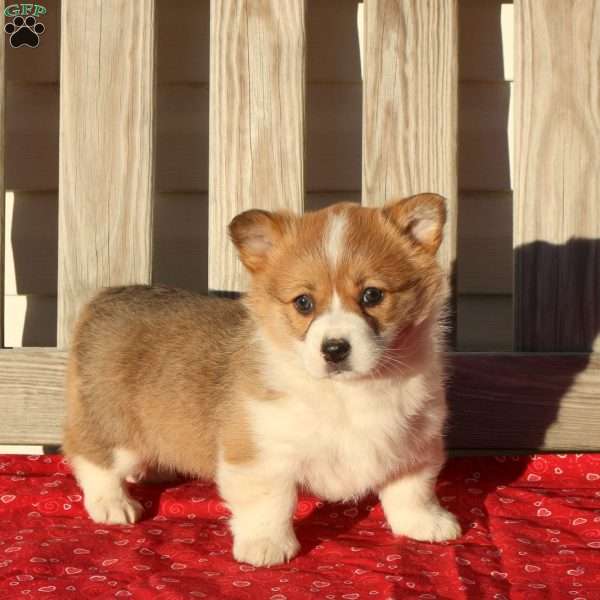 Mango, Pembroke Welsh Corgi Puppy