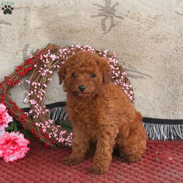 Maple, Cavapoo Puppy