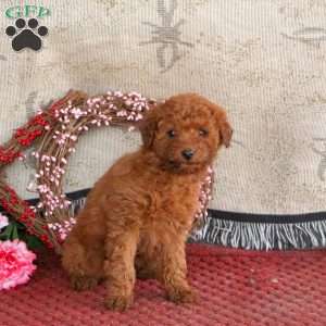 Maple, Cavapoo Puppy