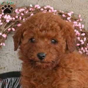 Maple, Cavapoo Puppy