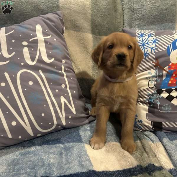 Maple, Golden Retriever Puppy