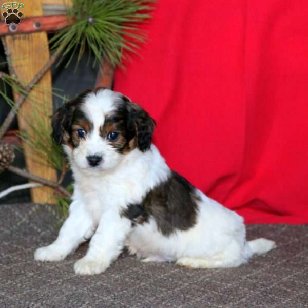 Marble, Cavapoo Puppy