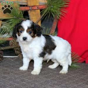 Marble, Cavapoo Puppy