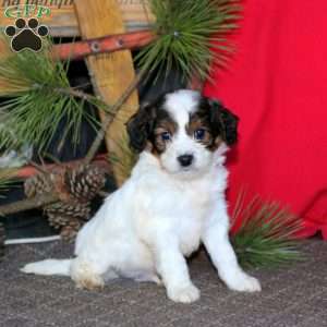 Marble, Cavapoo Puppy