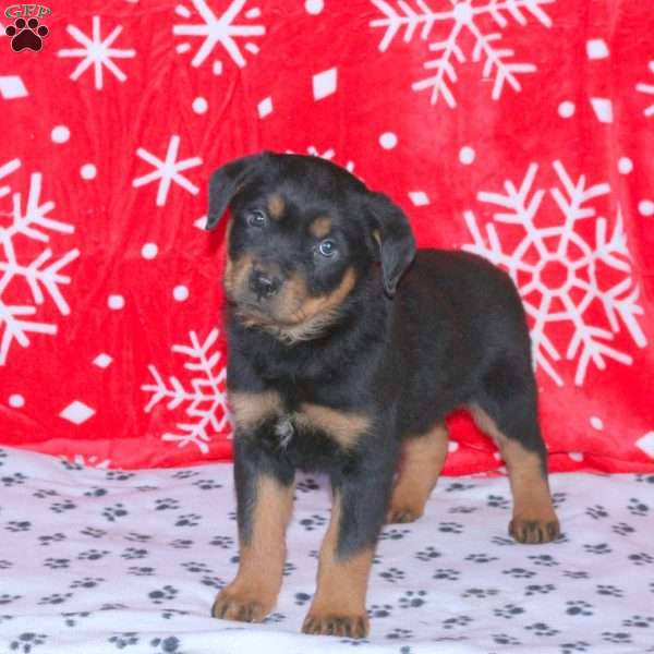 Marcus, Rottweiler Puppy