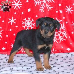 Marcus, Rottweiler Puppy