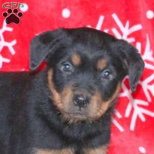 Marcus, Rottweiler Puppy