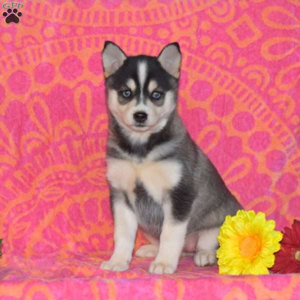 Margie, Pomsky Puppy