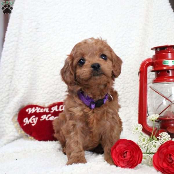 Mariah, Cavapoo Puppy