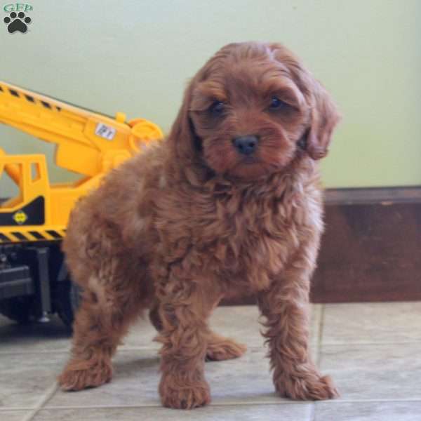 Mark, Cavapoo Puppy