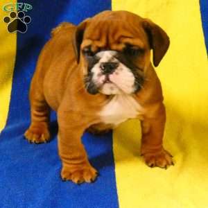 Mickey, English Bulldog Puppy