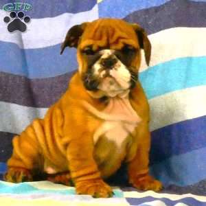 Mickey, English Bulldog Puppy