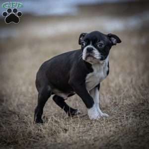 Marlo, Boston Terrier Puppy