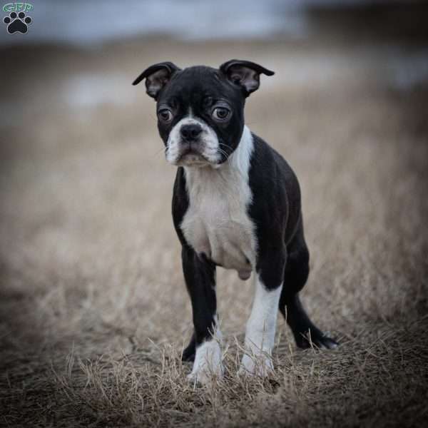 Marlo, Boston Terrier Puppy