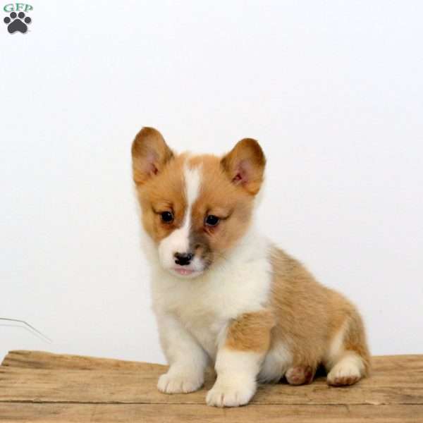 Marnie, Pembroke Welsh Corgi Puppy