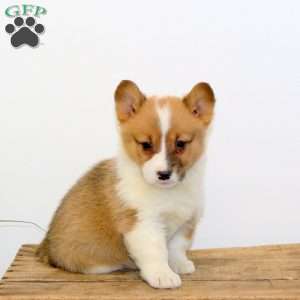 Marnie, Pembroke Welsh Corgi Puppy