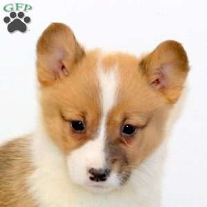 Marnie, Pembroke Welsh Corgi Puppy