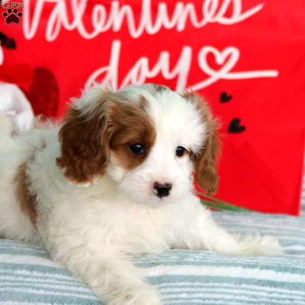 Marsha, Cavapoo Puppy