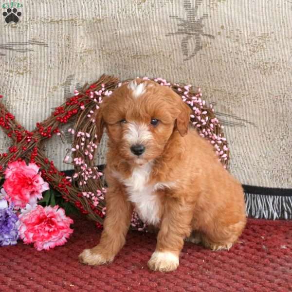 Marshal, Cavapoo Puppy