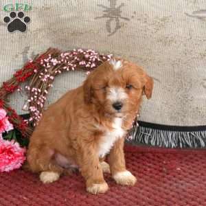 Marshal, Cavapoo Puppy