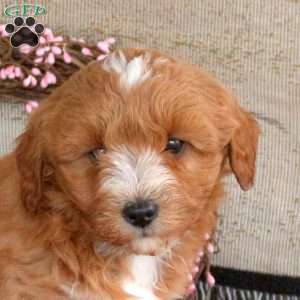 Marshal, Cavapoo Puppy