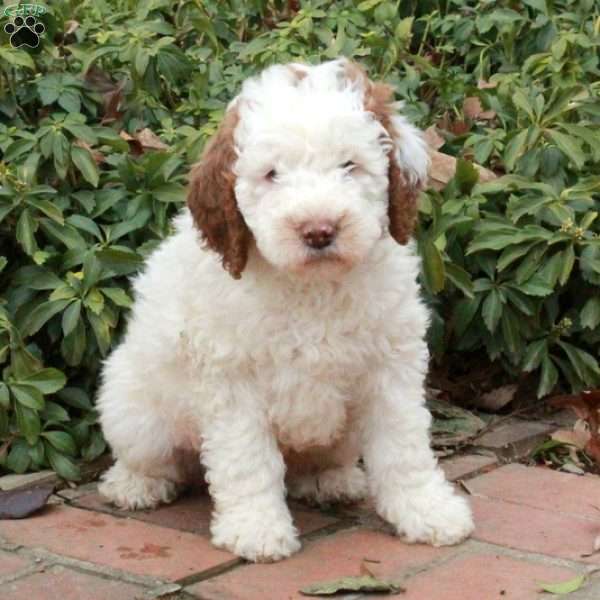 Marshall, Mini Goldendoodle Puppy