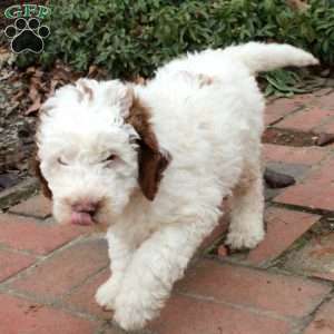 Marshall, Mini Goldendoodle Puppy