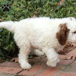 Marshall, Mini Goldendoodle Puppy