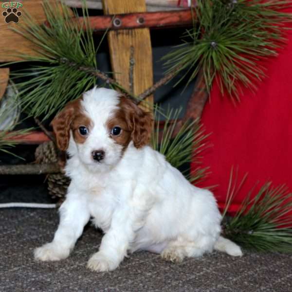 Marshmellow, Cavapoo Puppy