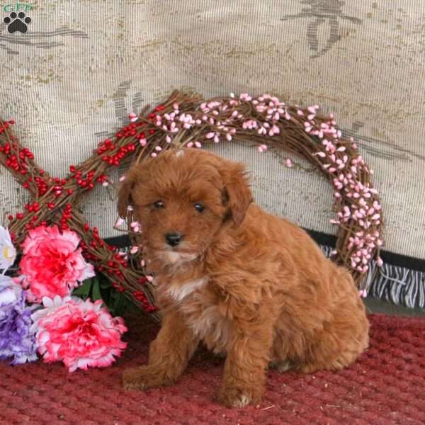 Marty, Cavapoo Puppy