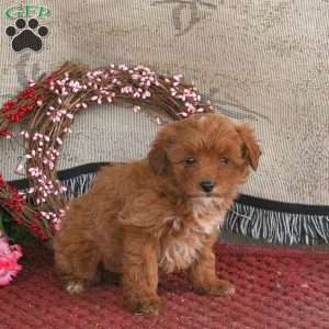 Marty, Cavapoo Puppy