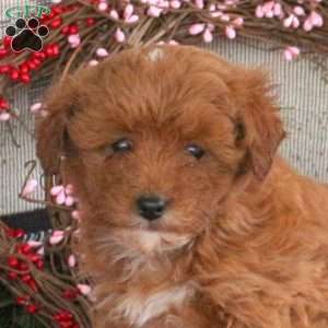 Marty, Cavapoo Puppy